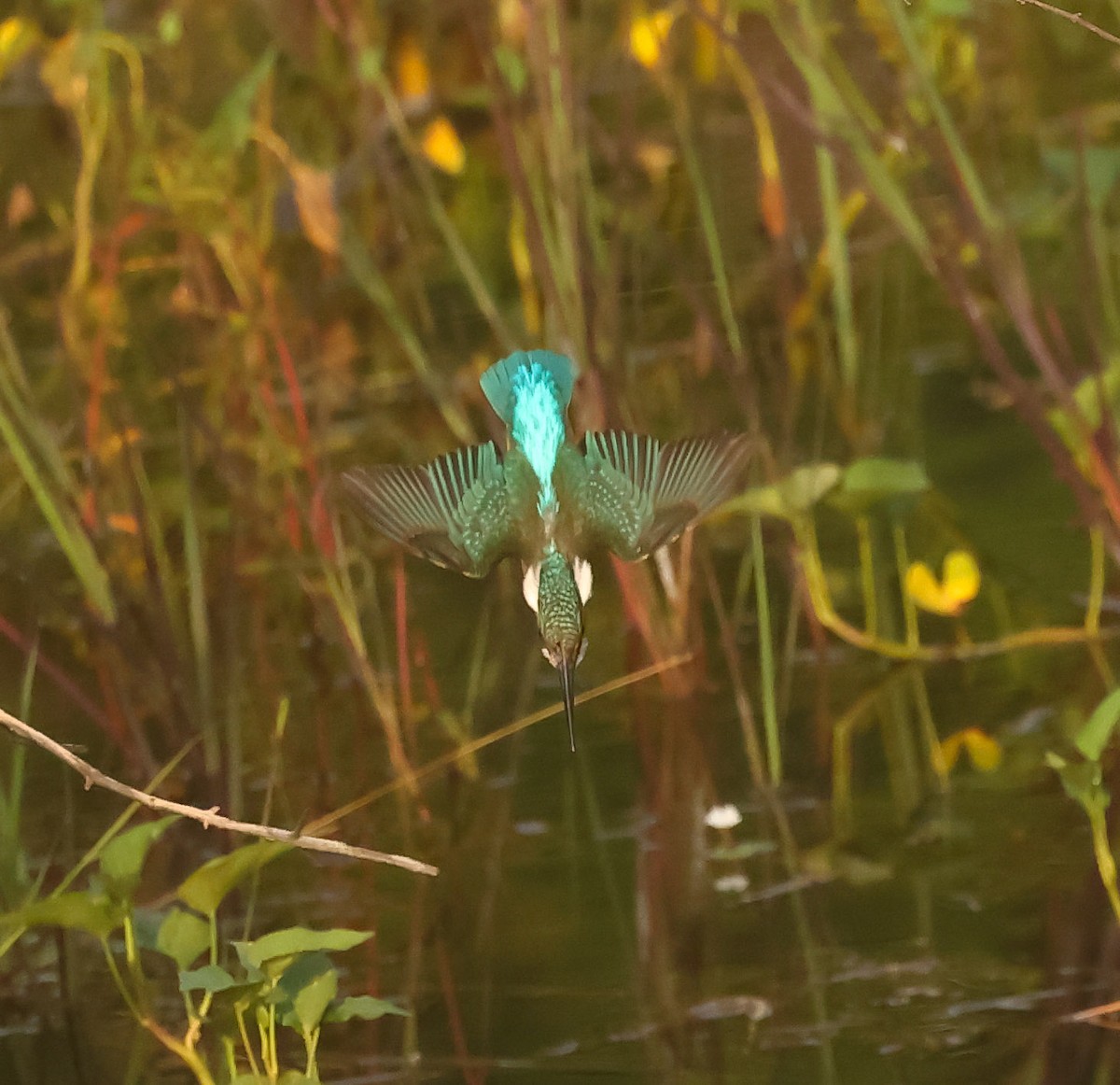 Common Kingfisher - ML643230605