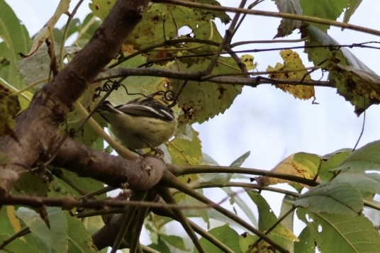 Magnolia Warbler - ML643230620