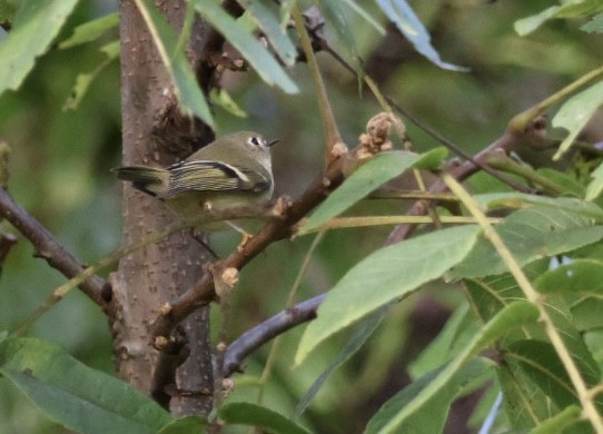 Ruby-crowned Kinglet - ML643230626