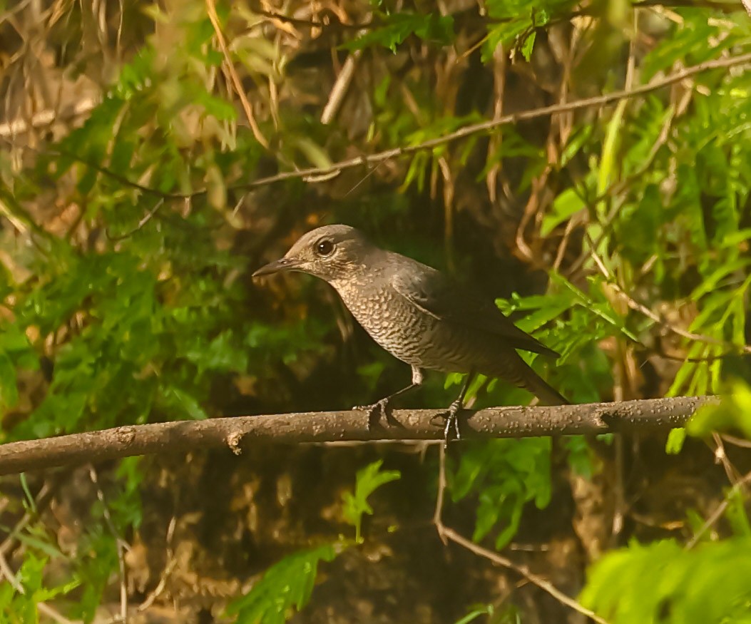 Blue Rock-Thrush - ML643230629