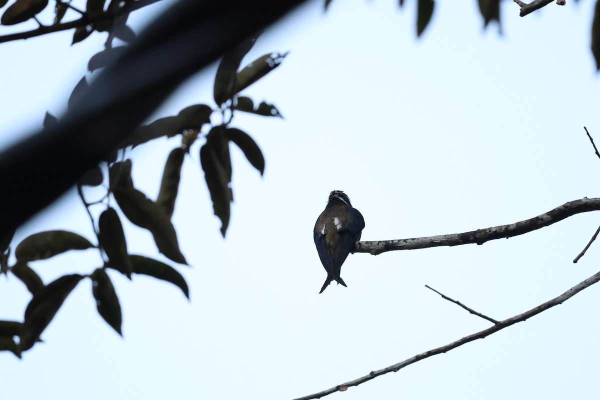 Whiskered Treeswift - ML643230640