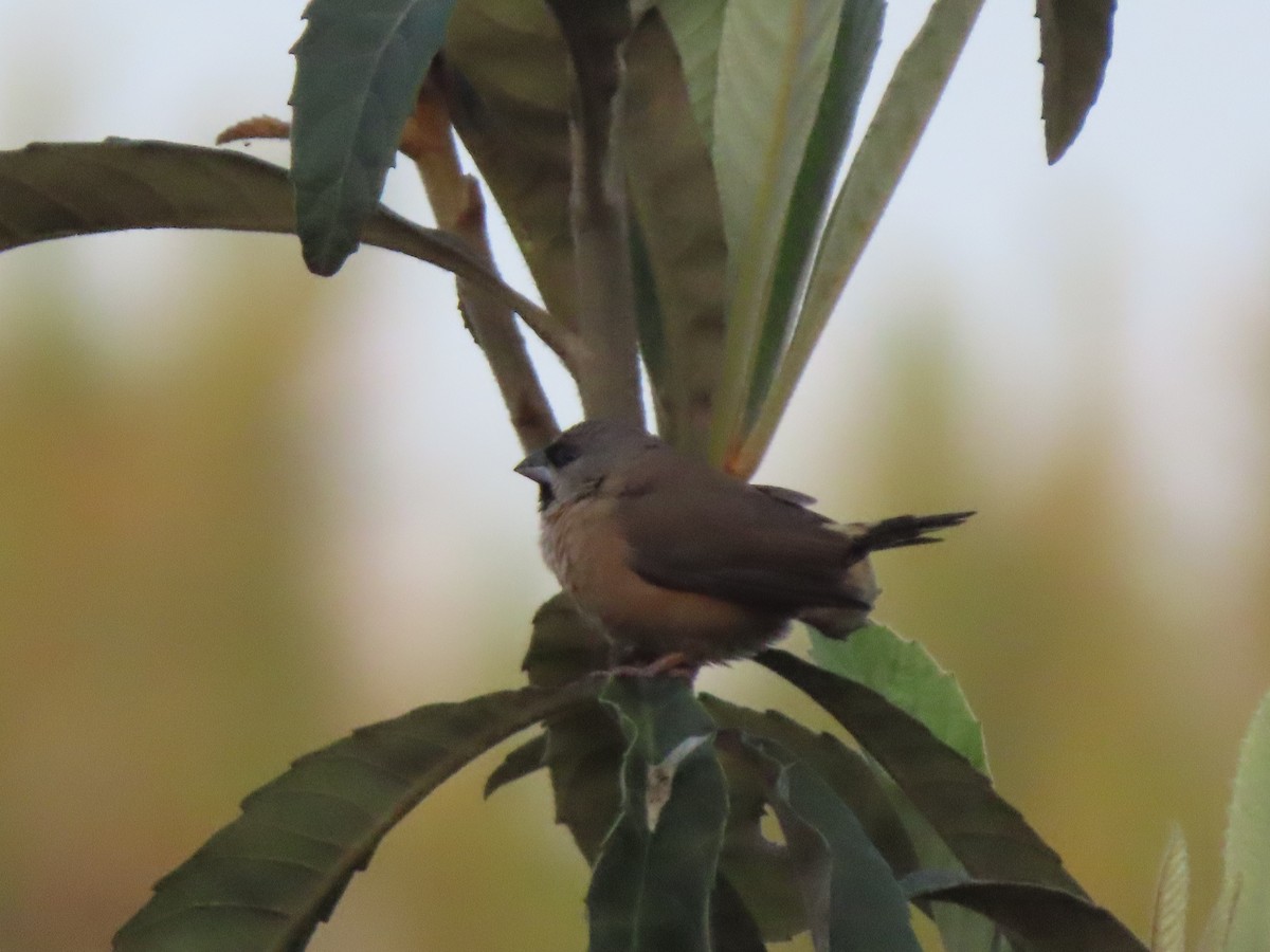 Madagascar Munia - ML643230641