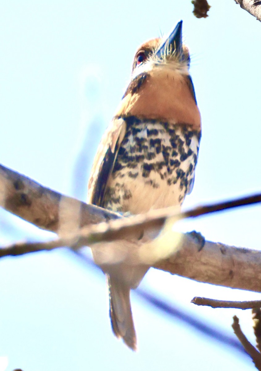 Spotted Puffbird - ML643230645