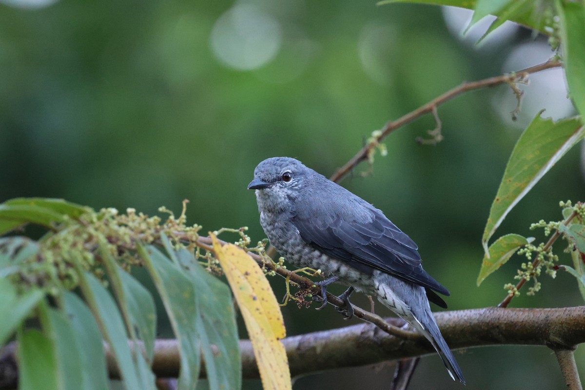 Oruguero Menor - ML643230647