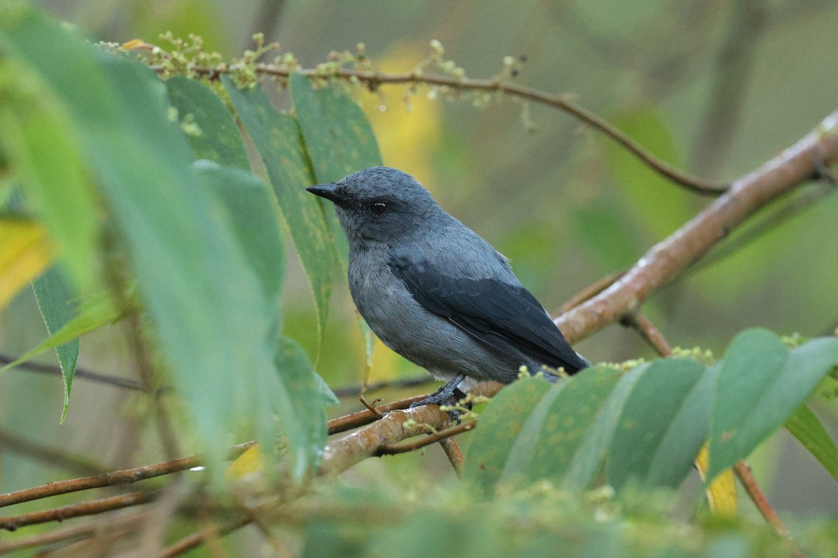 Oruguero Menor - ML643230649