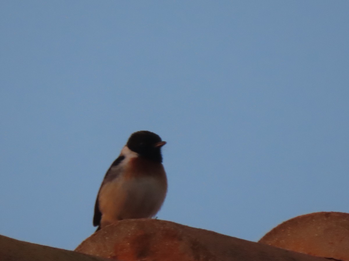 African Stonechat (Madagascar) - ML643230650