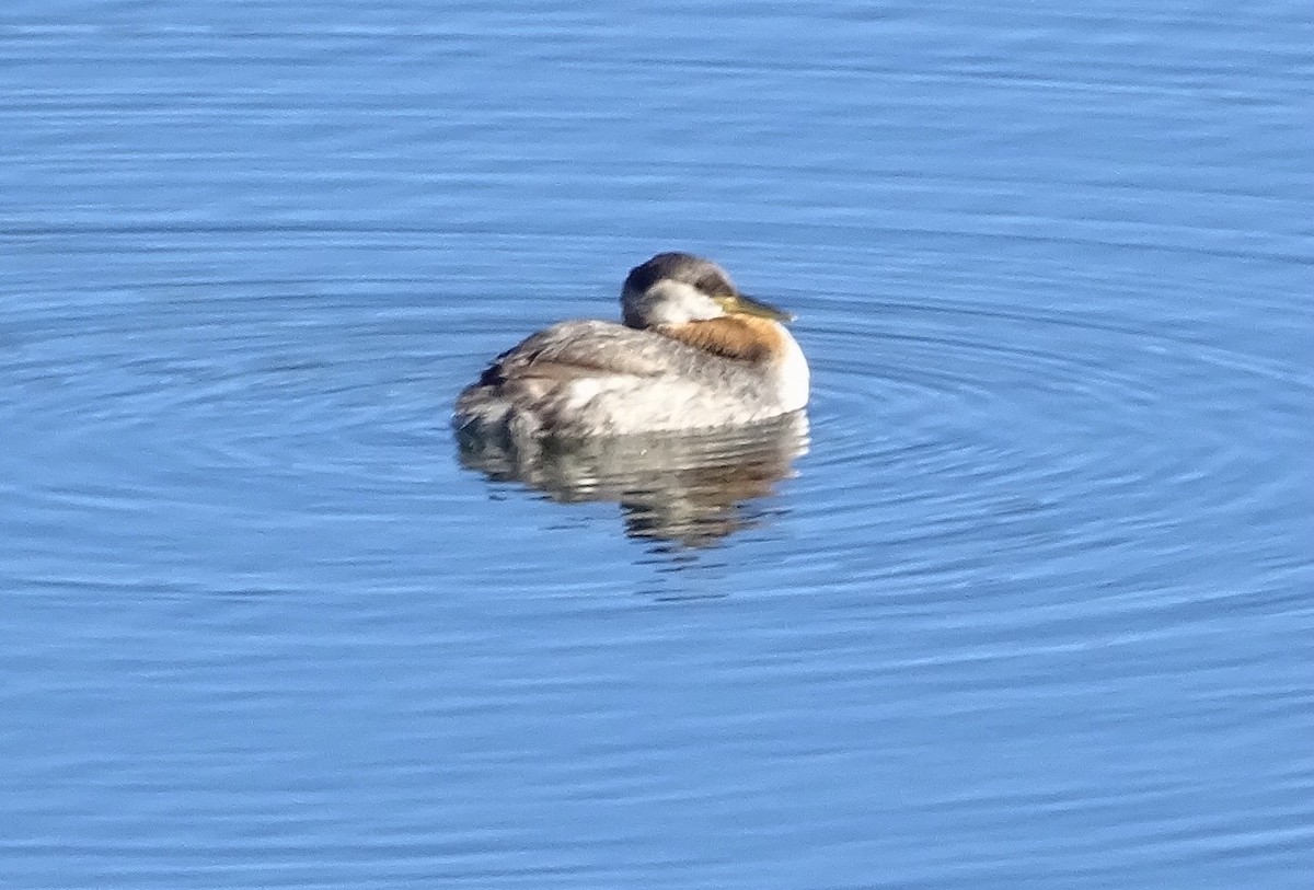 Red-necked Grebe - ML643230672