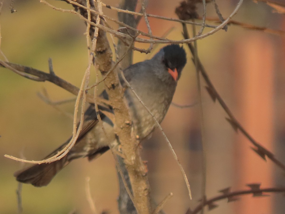 Malagasy Bulbul - ML643230676
