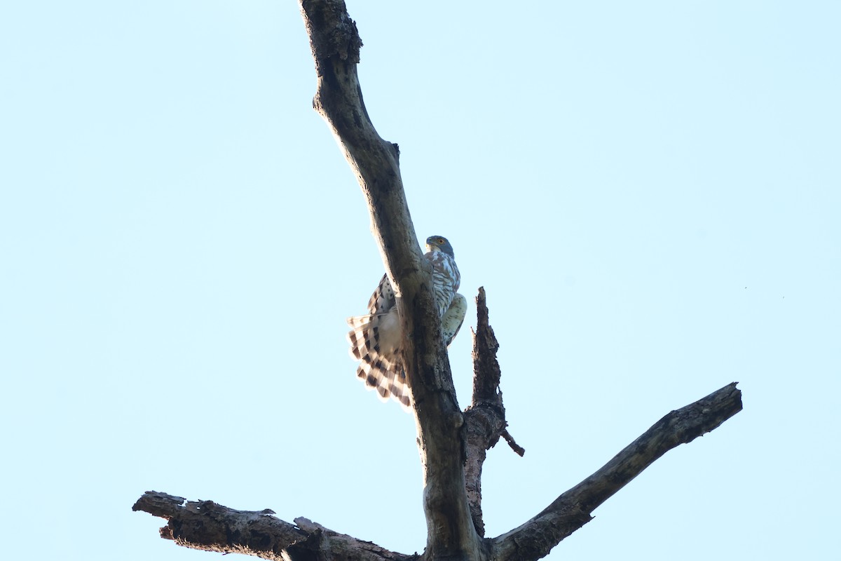 Crested Goshawk - ML643230682