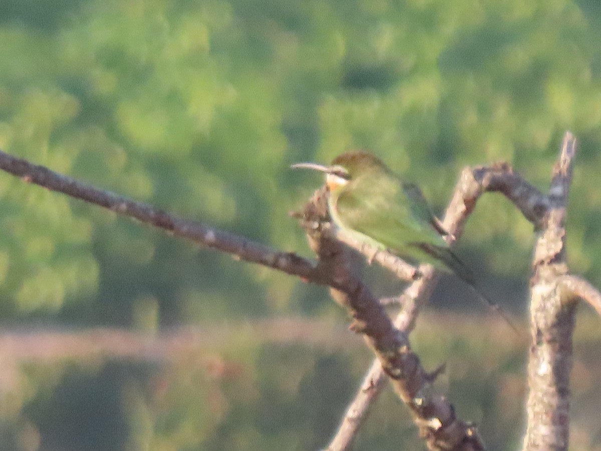 Madagaskar Arıkuşu - ML643230687