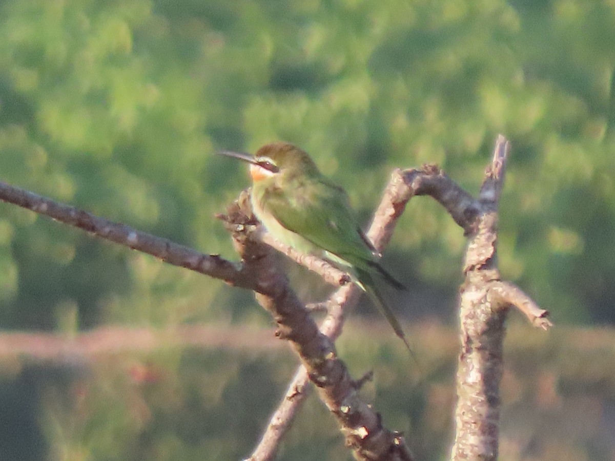 Madagaskar Arıkuşu - ML643230688