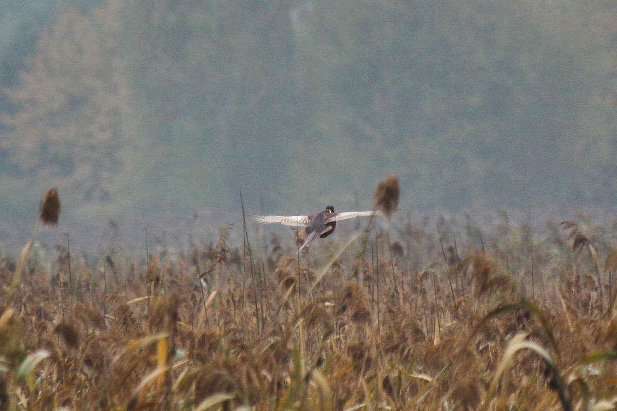 コウライキジ - ML643230694