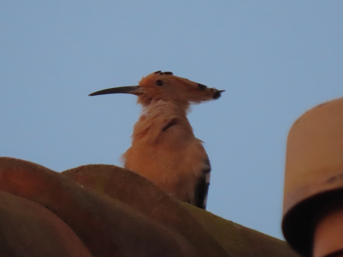 Madagascar Hoopoe - ML643230698