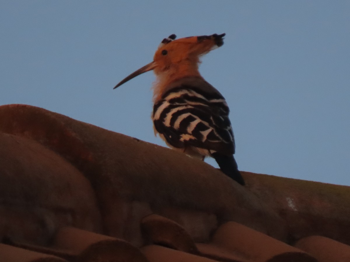 Madagascar Hoopoe - ML643230699