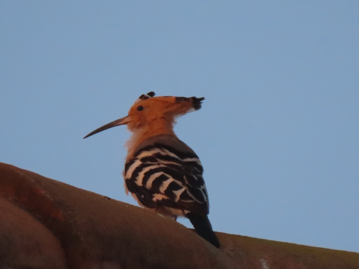 Madagascar Hoopoe - ML643230700