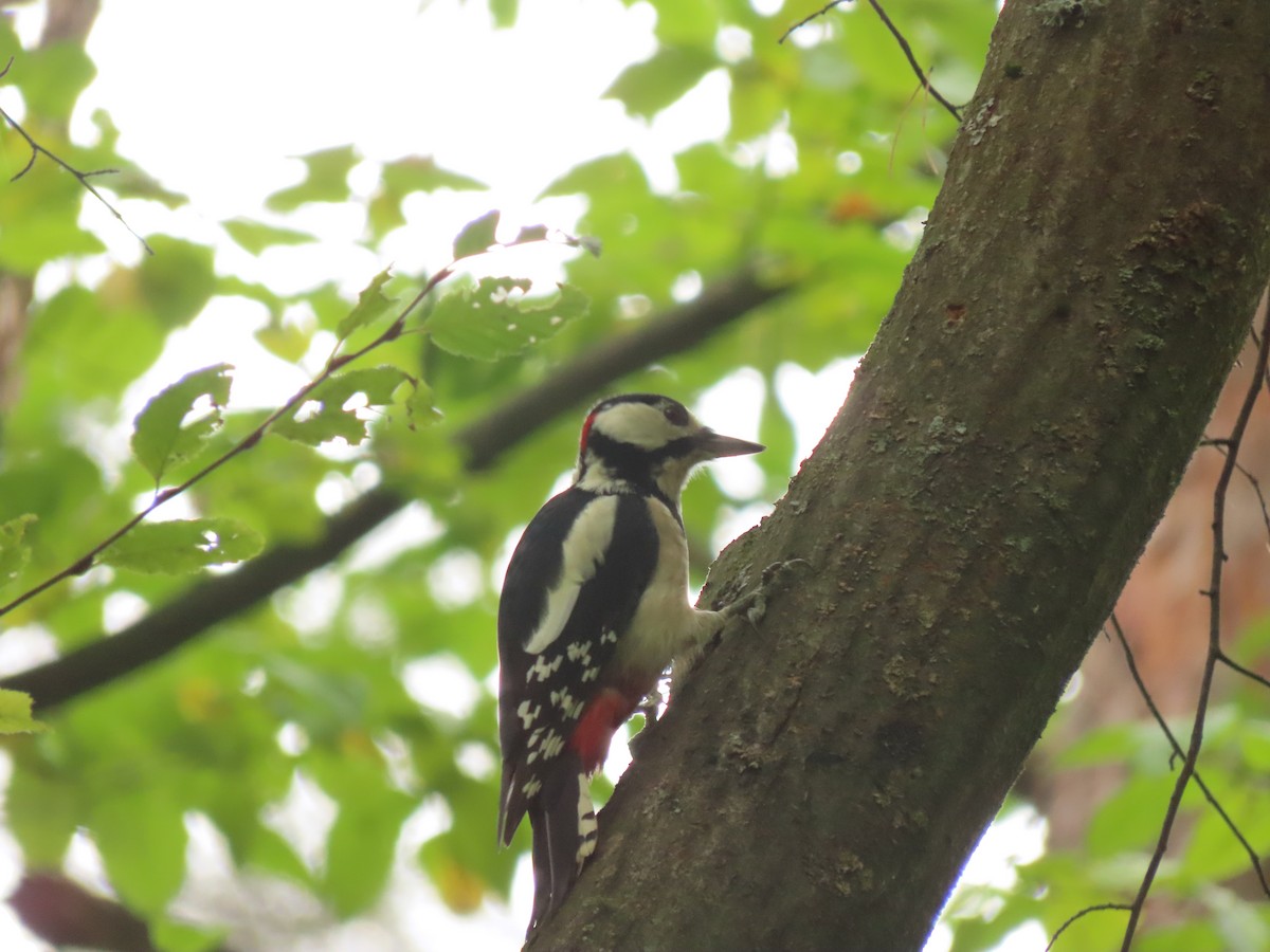 アカゲラ - ML643230701