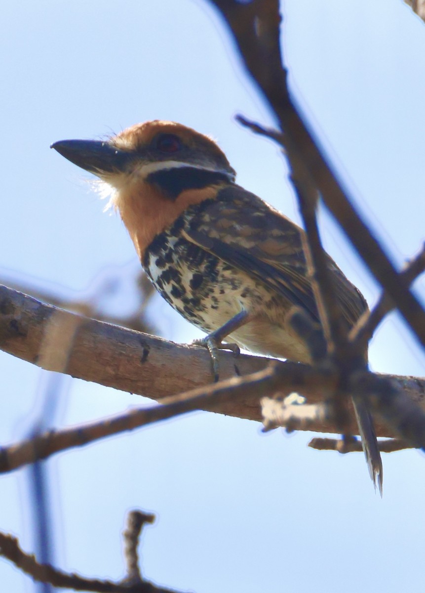 Spotted Puffbird - ML643230709