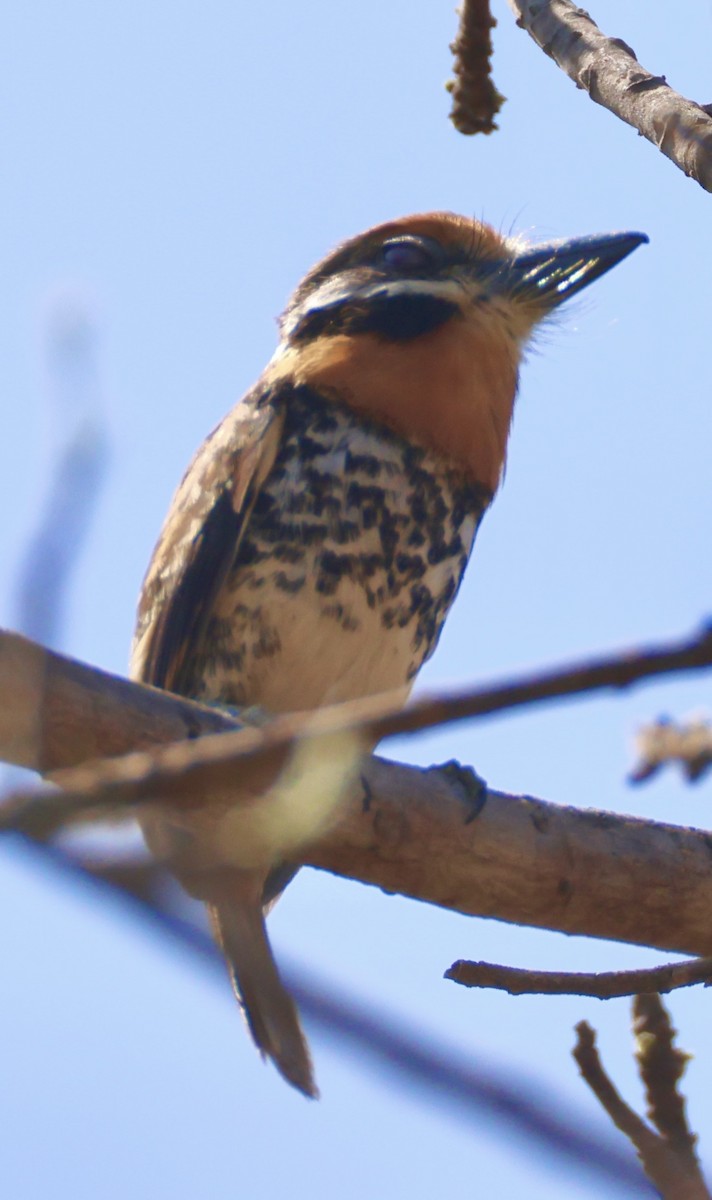 Spotted Puffbird - ML643230710