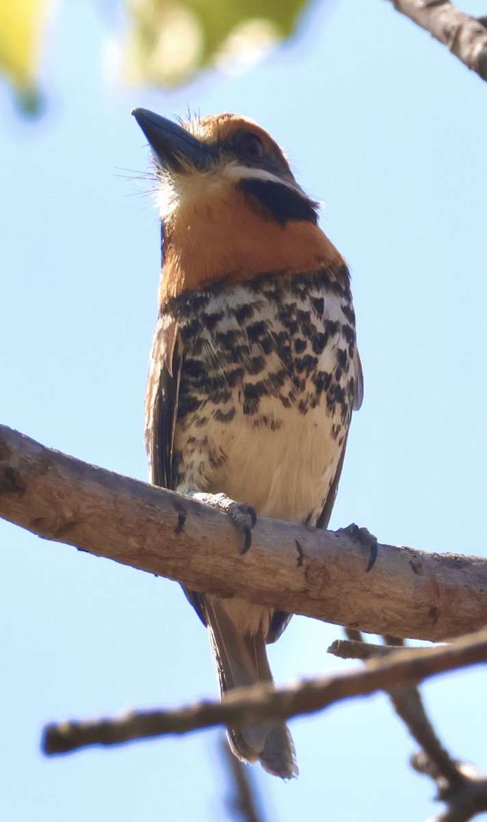 Spotted Puffbird - ML643230711