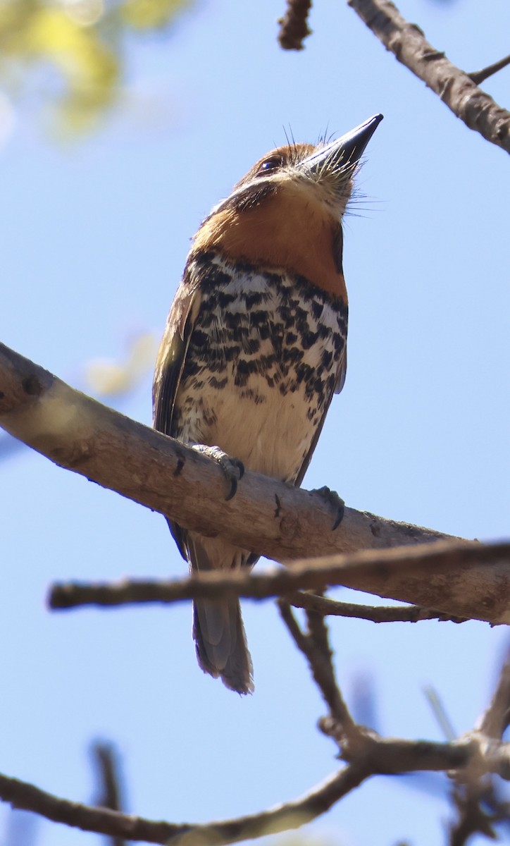 Spotted Puffbird - ML643230712