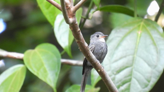 White-throated Pewee - ML643230713