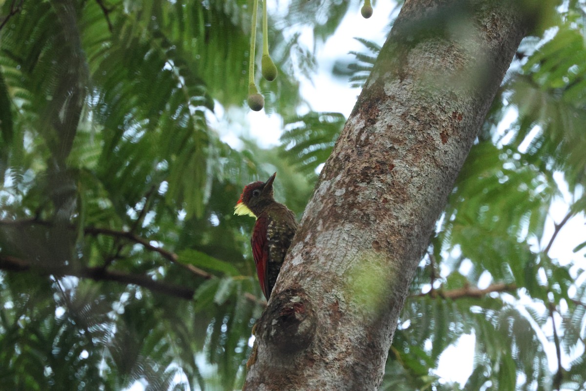 Mennigspecht - ML643230728