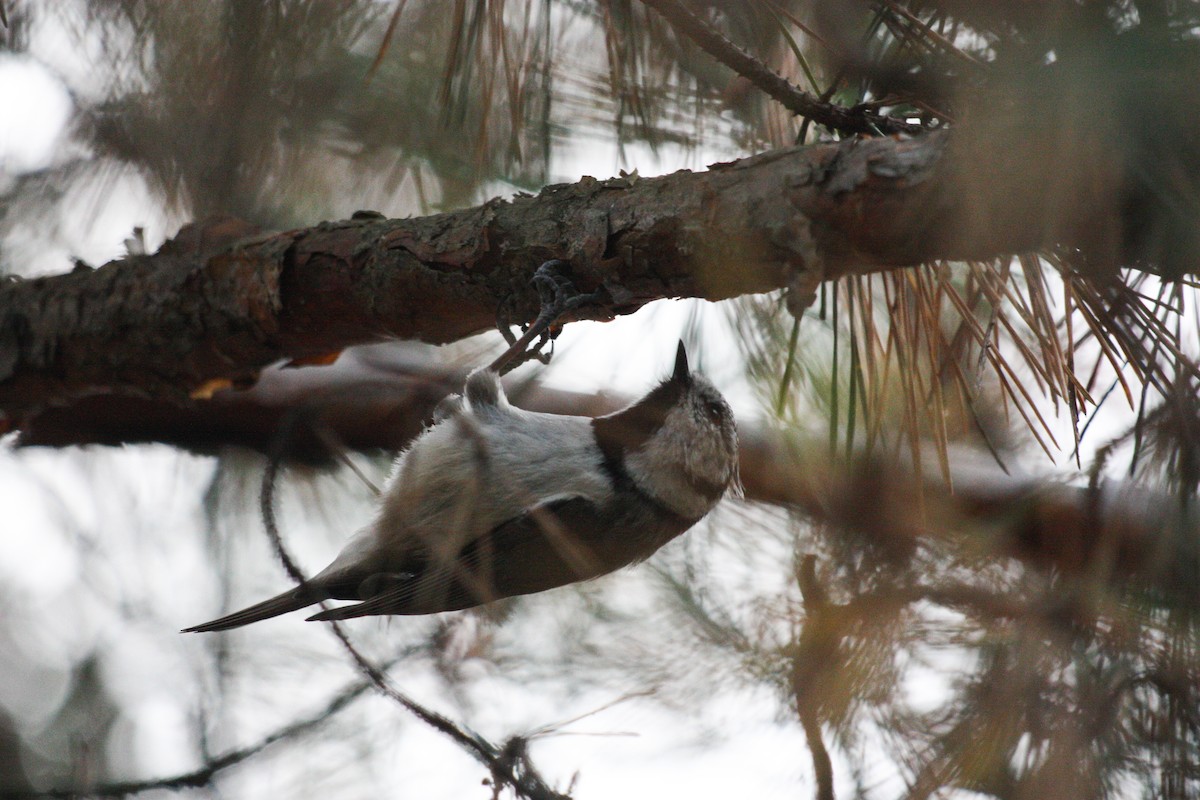 カンムリガラ - ML643230739