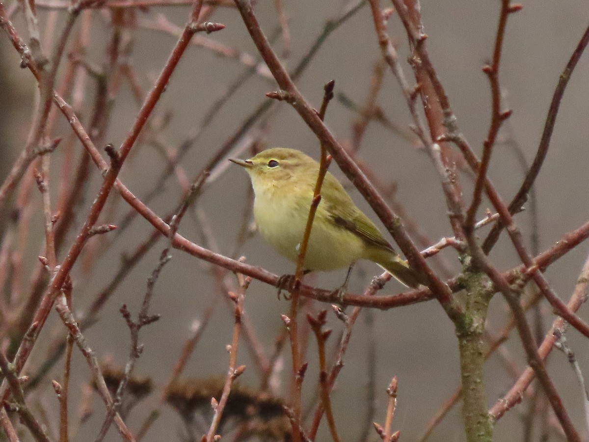 チフチャフ - ML643230751