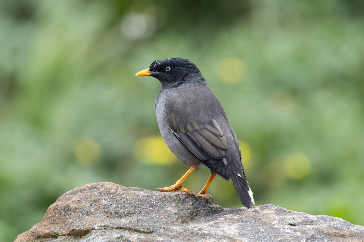 Jungle Myna - ML643230760
