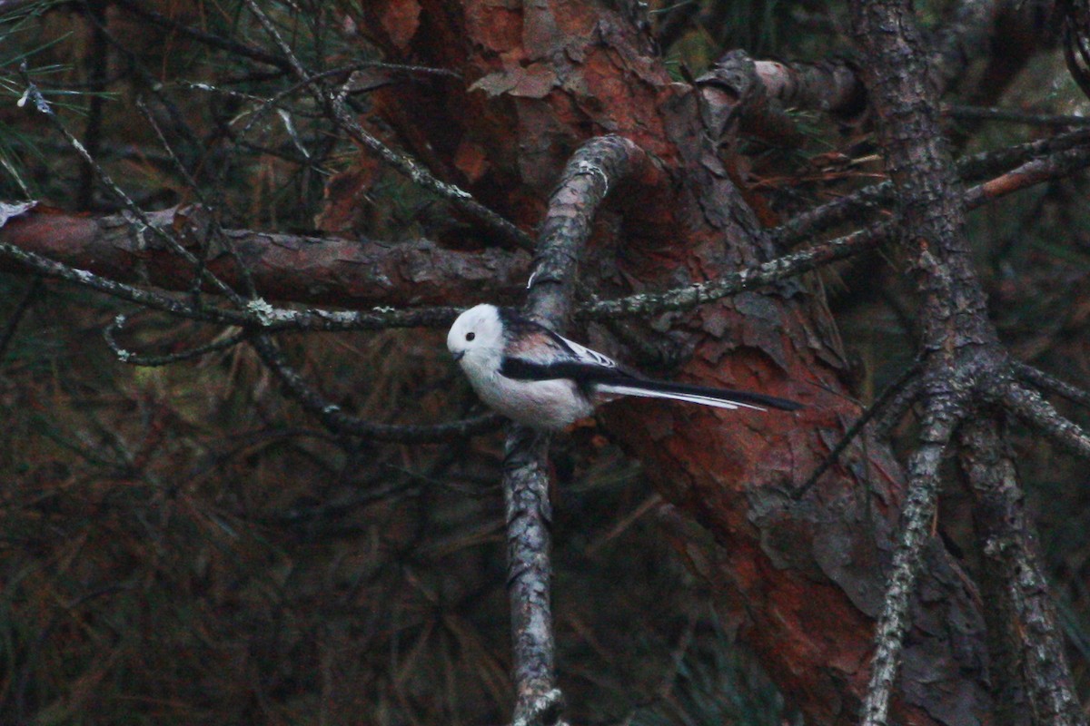 エナガ - ML643230762