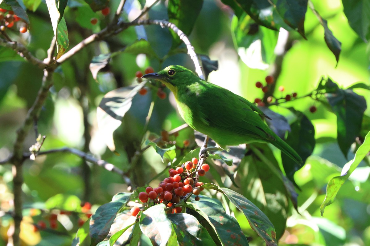 Greater Green Leafbird - ML643230764