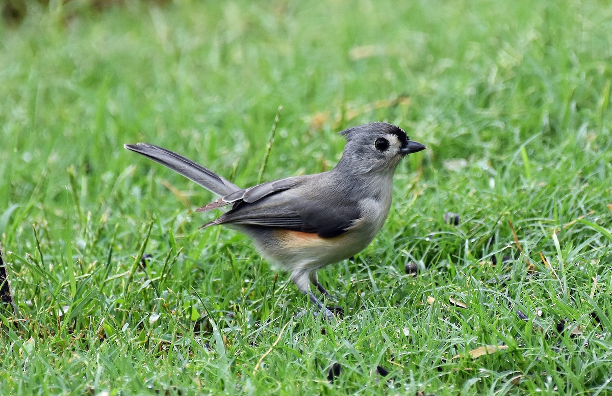 Tufted Titmouse - ML643230767