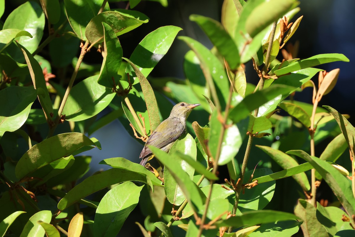 Orange-bellied Flowerpecker - ML643230768