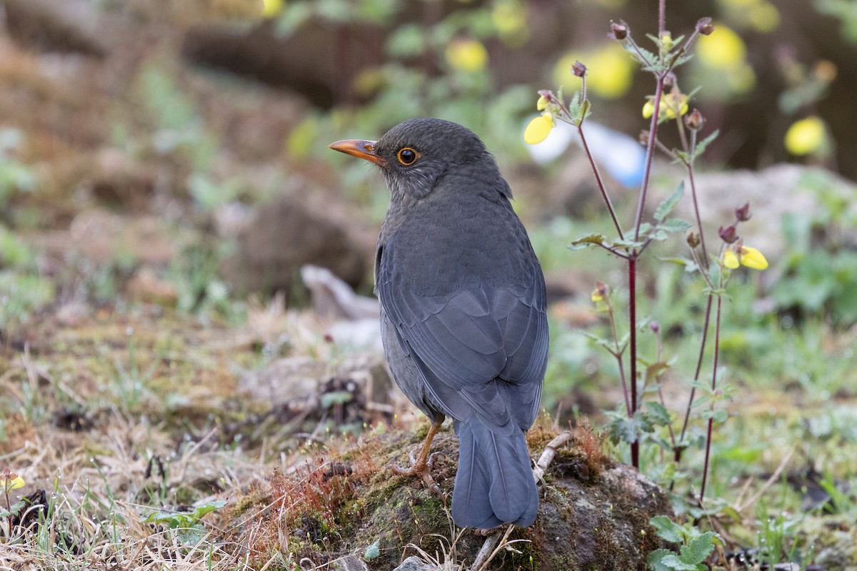 Indian Blackbird - ML643230769