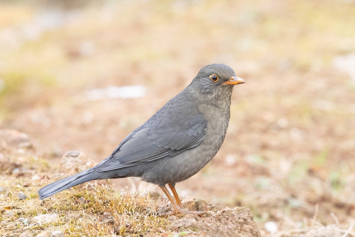 Indian Blackbird - ML643230771