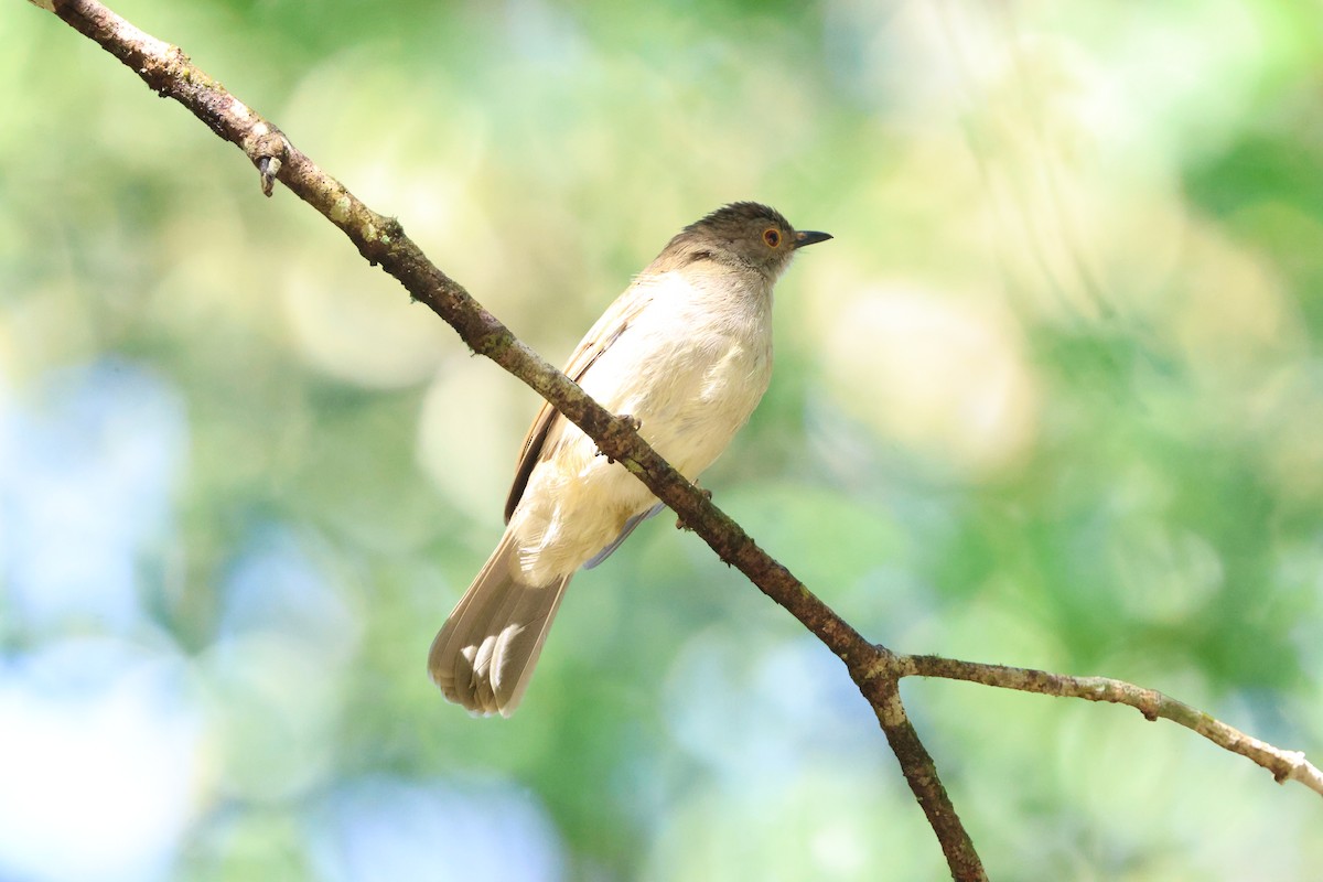 Spectacled Bulbul - ML643230773