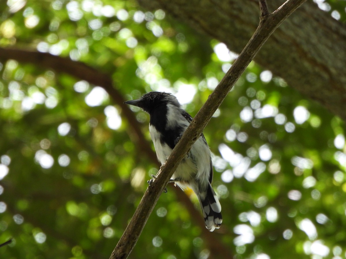Black-crested Antshrike - ML643230774