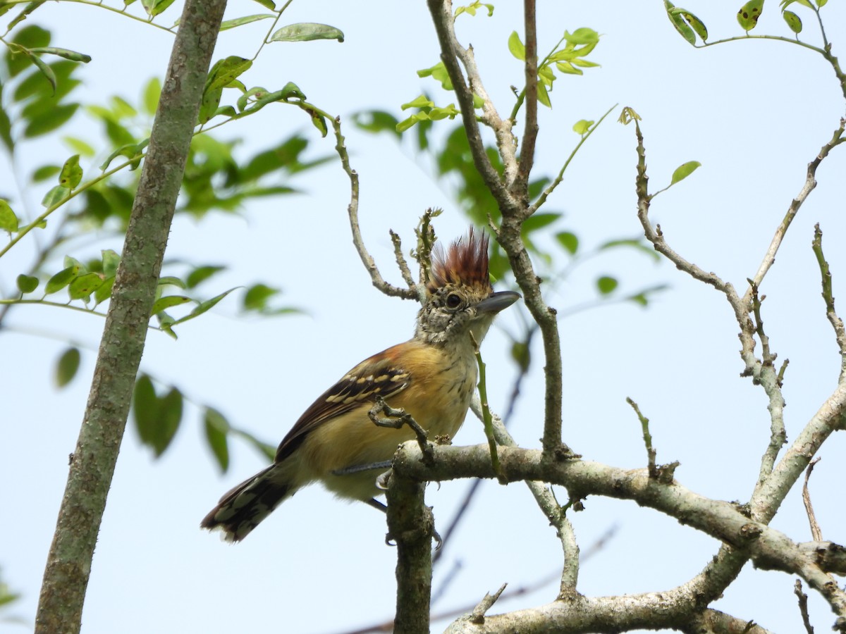 Black-crested Antshrike - ML643230775