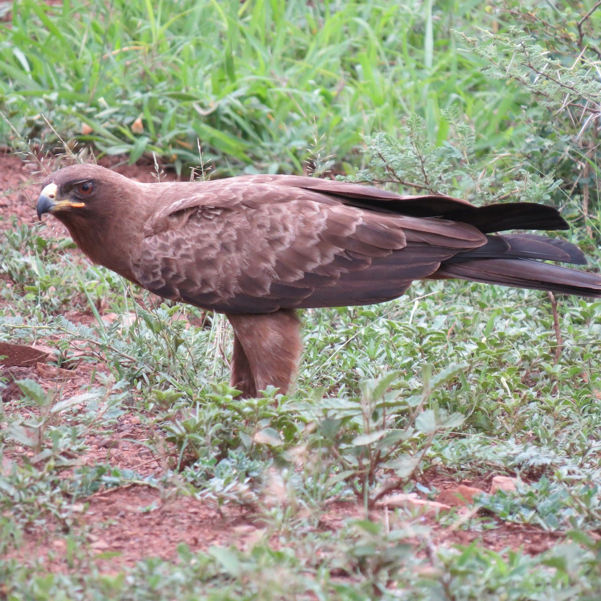 Wahlberg's Eagle - ML643230776