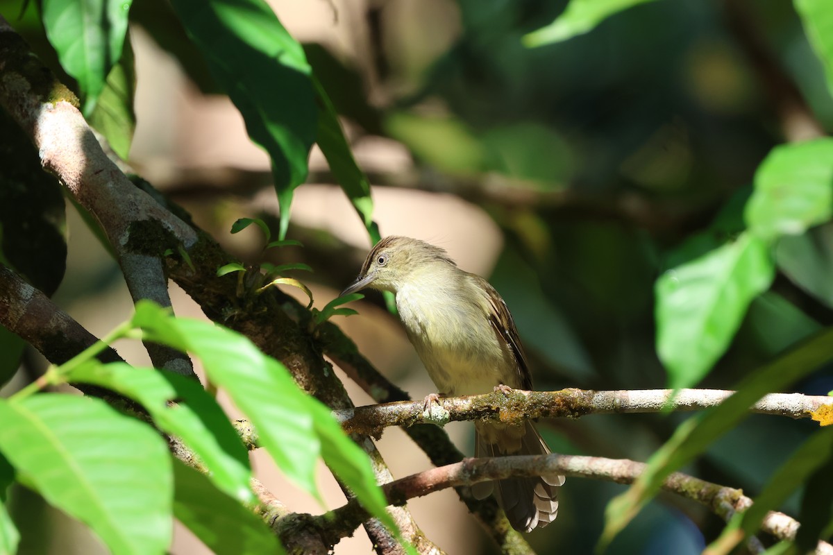 Buff-vented Bulbul - ML643230778