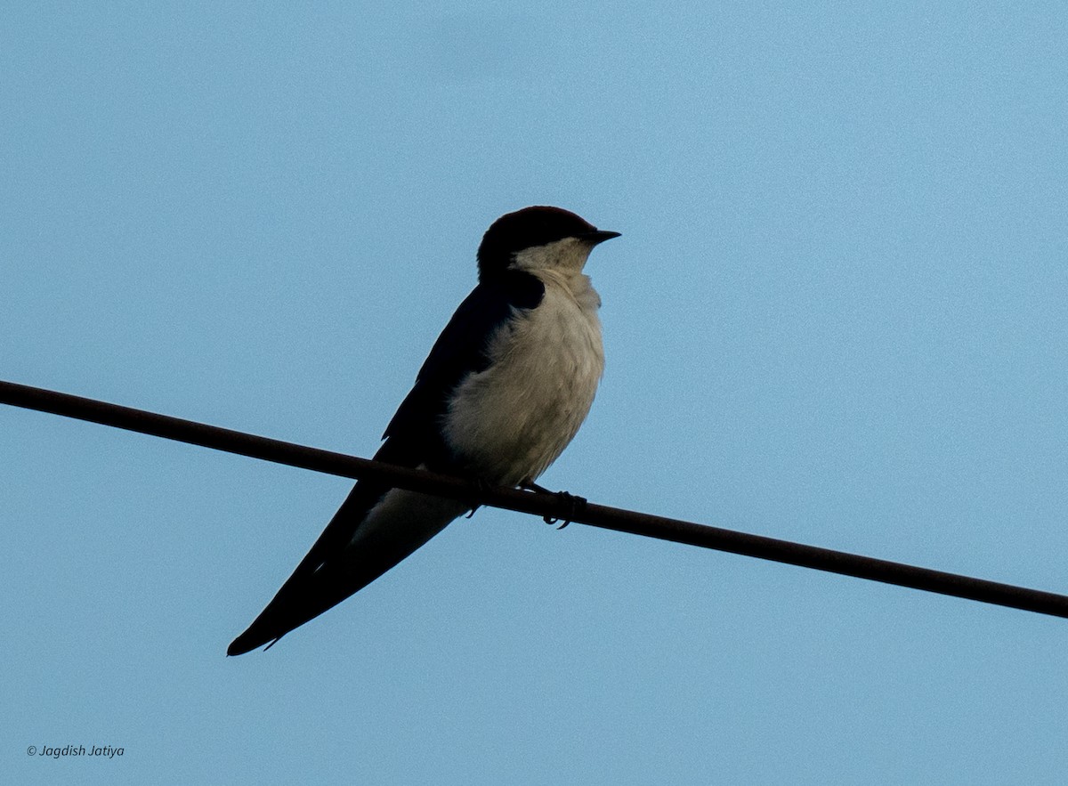 Wire-tailed Swallow - ML643230779