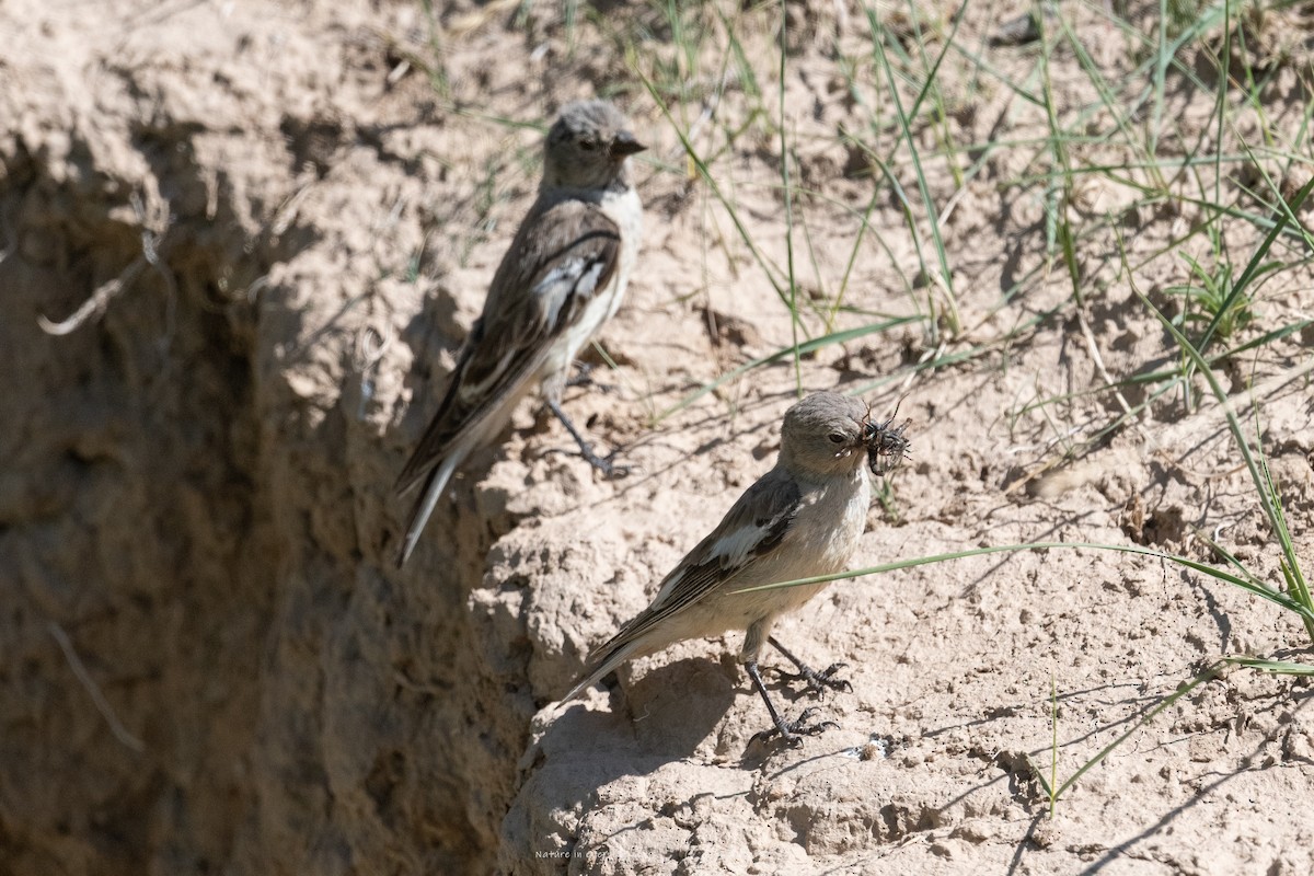 Black-winged Snowfinch - ML643230780