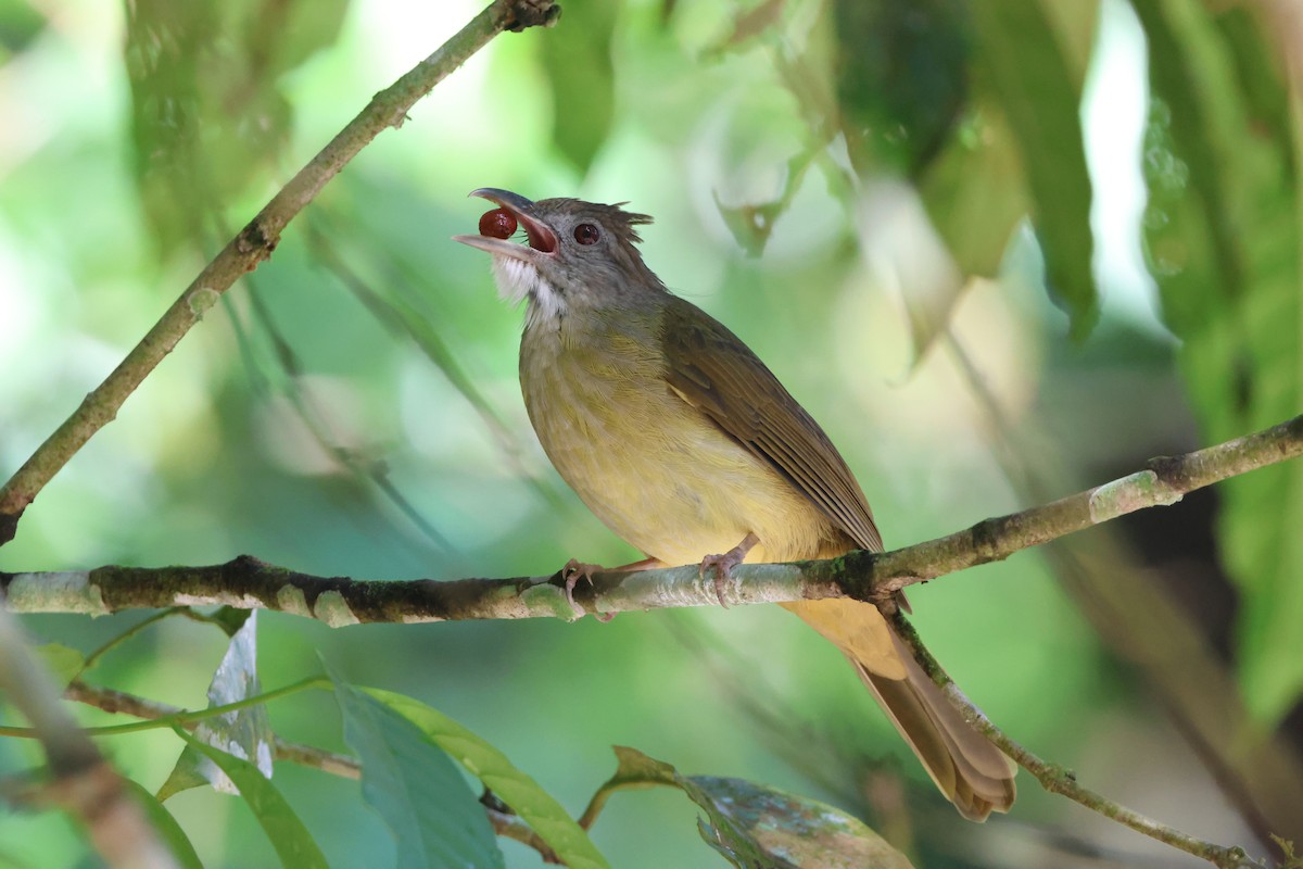 Gray-cheeked Bulbul - ML643230784