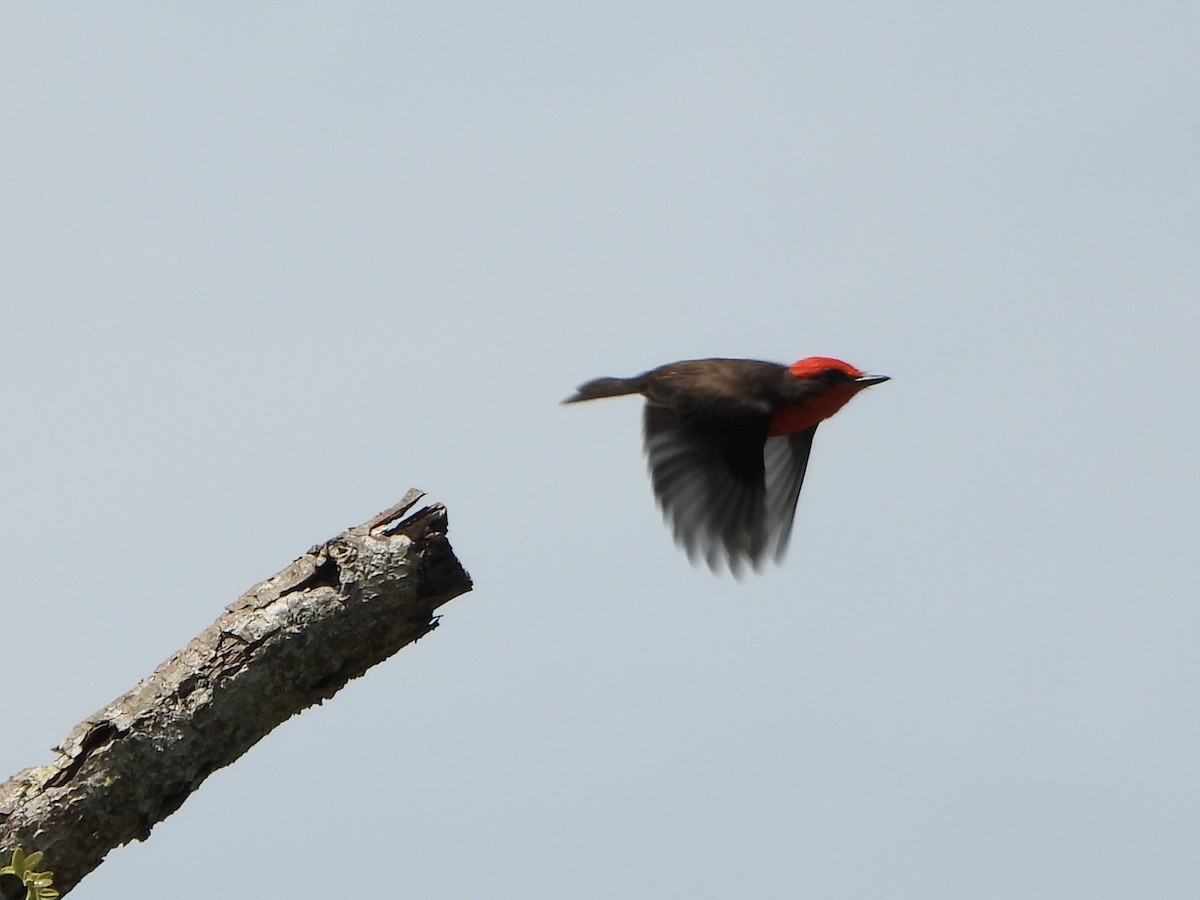 Vermilion Flycatcher - ML643230785