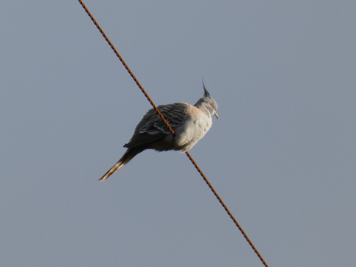 Crested Pigeon - ML643230788