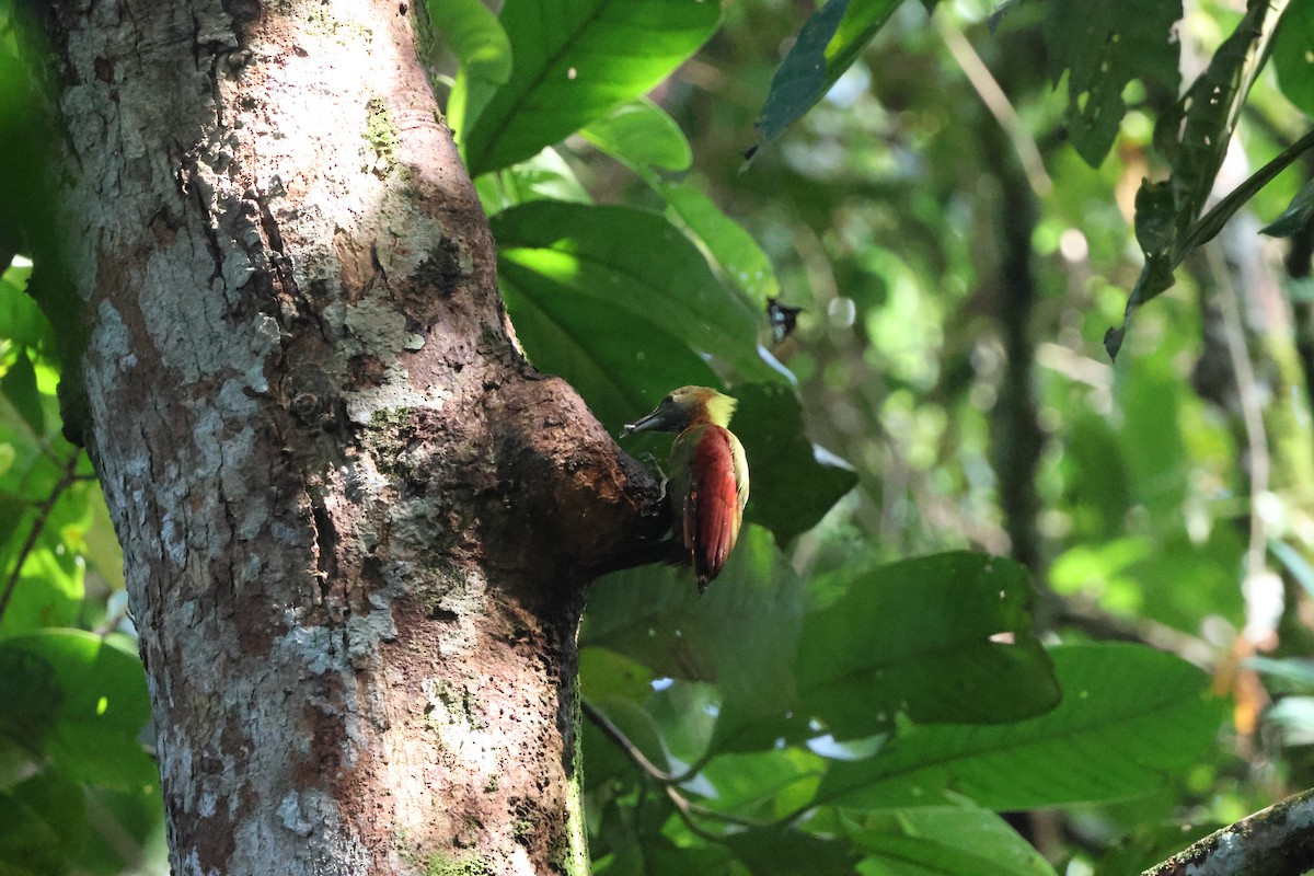 Checker-throated Woodpecker - ML643230790