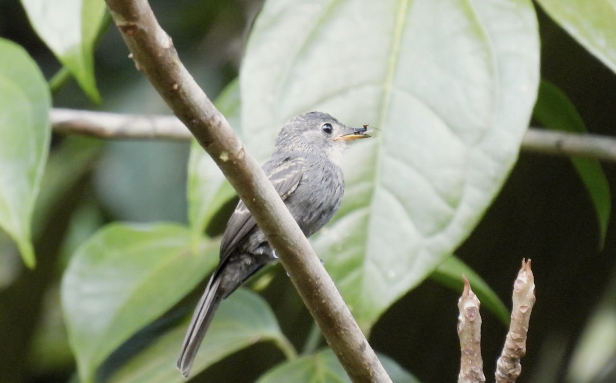White-throated Pewee - ML643230791