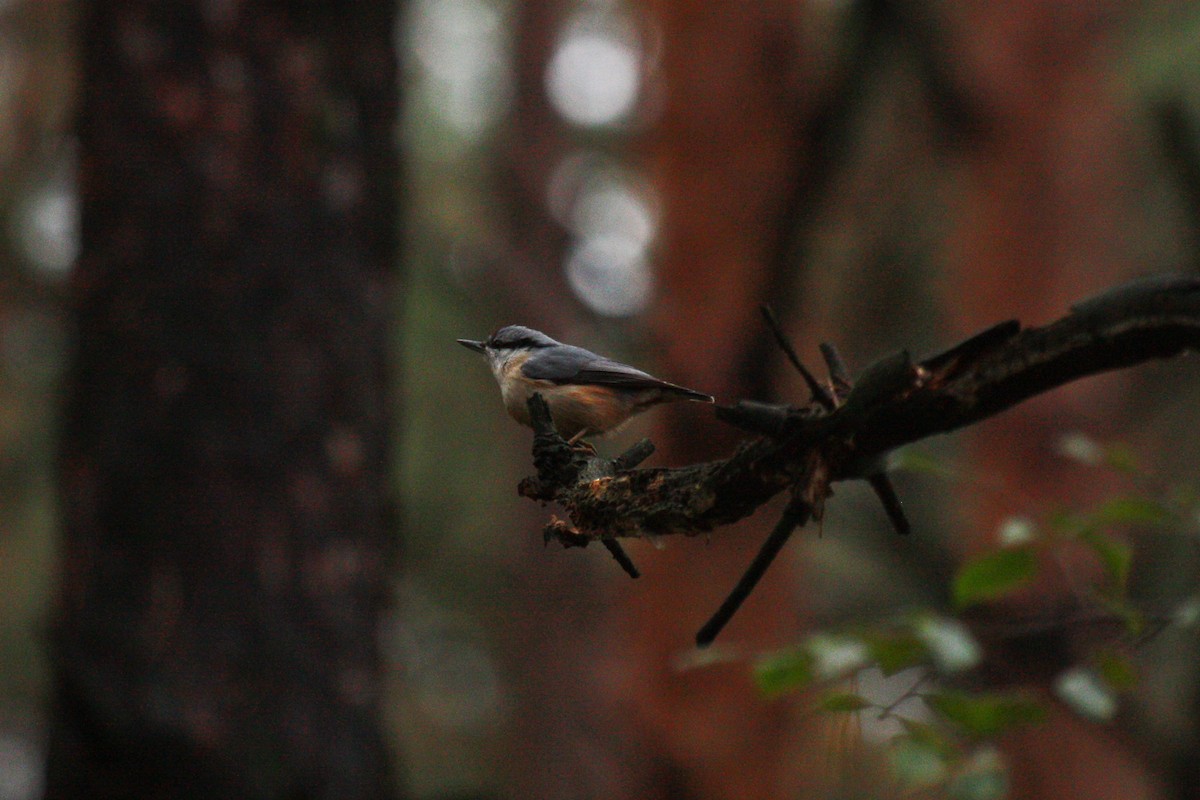 Garrapo eurasiarra [europaea Taldekoa] - ML643230792