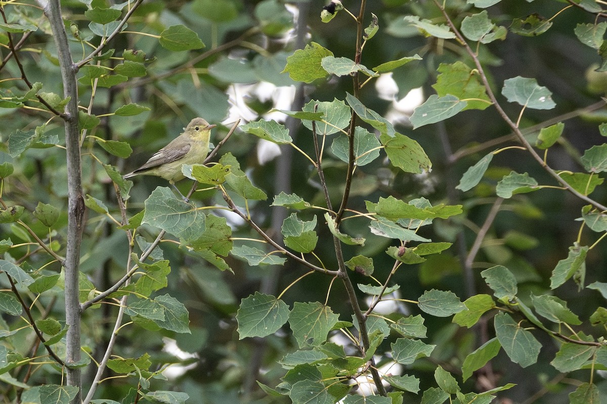 Icterine Warbler - ML643230808