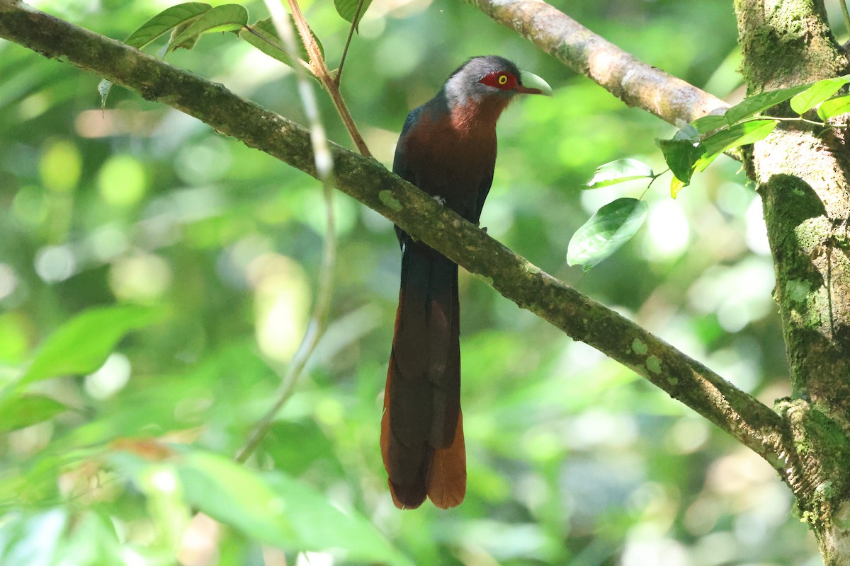 Chestnut-breasted Malkoha - ML643230828